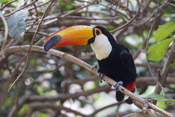 Toco toucan