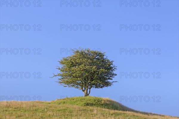 Solitary common hawthorn