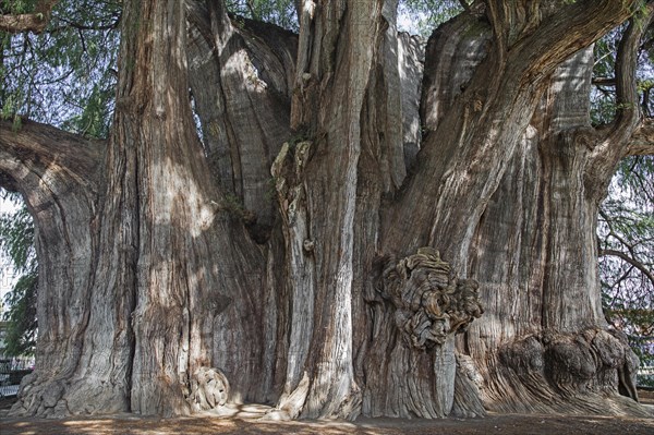 Tule Tree