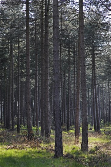 Coniferous forest with European black pines