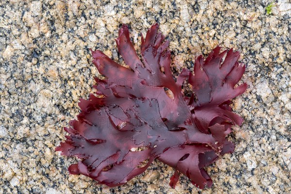 Irish moss
