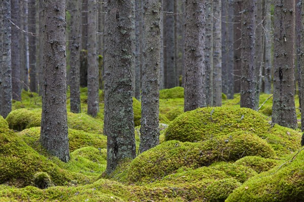 Norway spruces