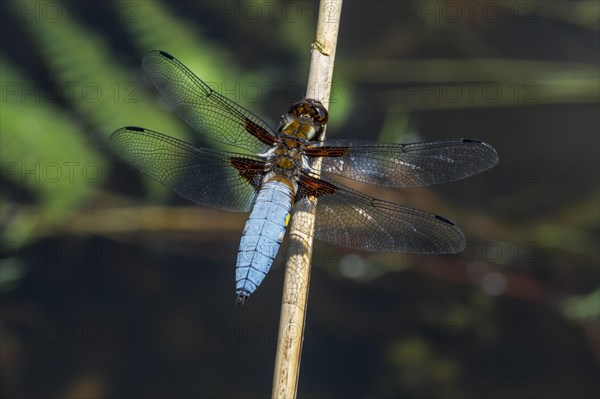 Broad-bodied chaser