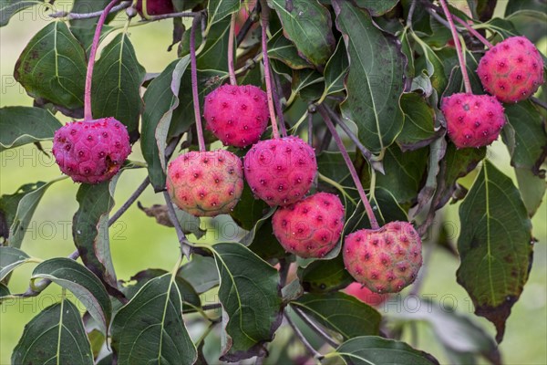 Chinese dogwood
