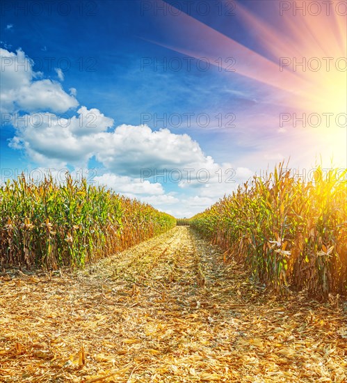 Field with ripe maize plants before harvest