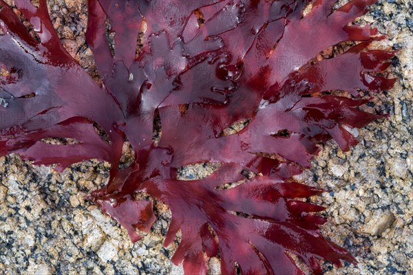 Irish moss