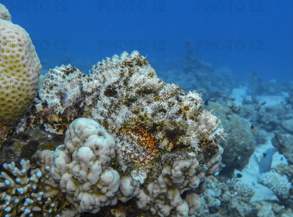 Scorpionfish