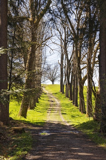 Forest path