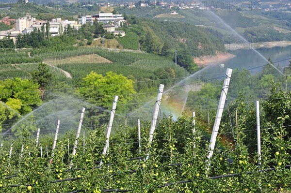 Apple tree orchard being sprinkler irrigated at Val di Non