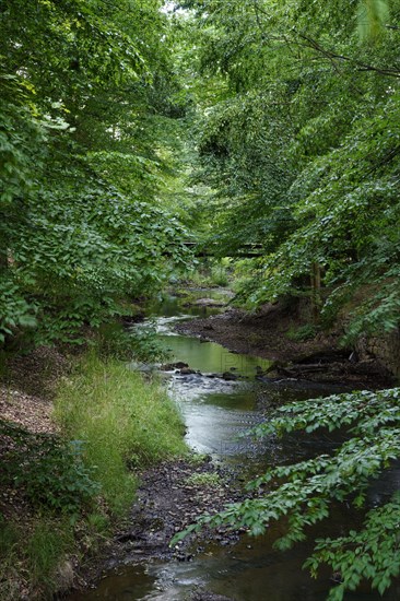 Brook