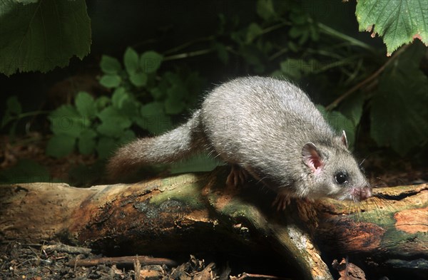Edible dormouse