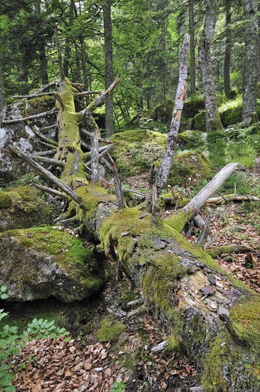 Fallen and broken tree trunk covered in moss