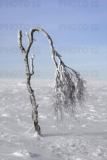 Deformed birch tree covered in frost in winter at the Hoge Venen