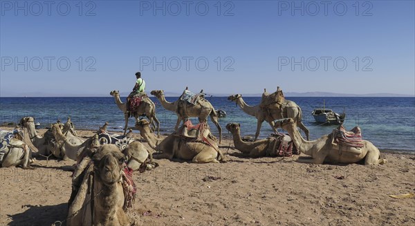 Camels as mounts for tourists