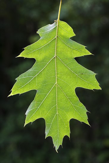 Northern red oak