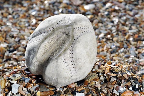 Sea potato