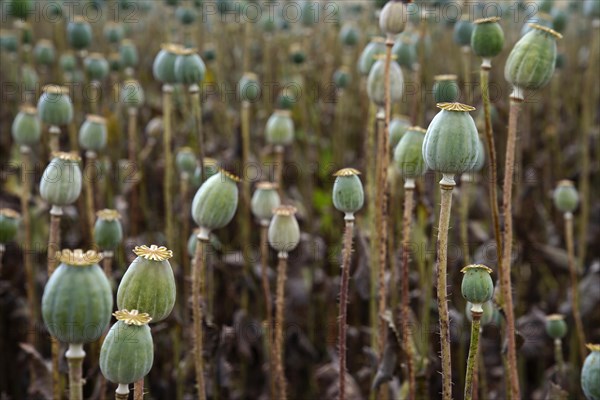 Poppy