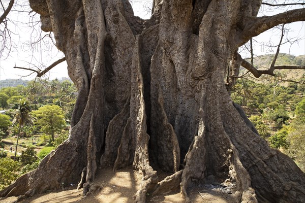 Trunk and buttress roots of 25 meter high kapok