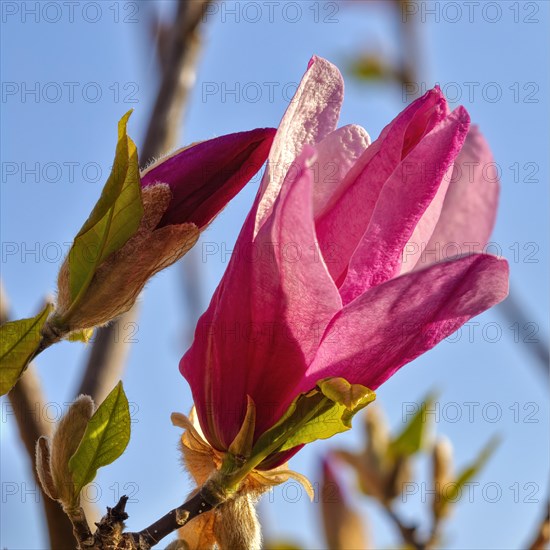 Magnolien