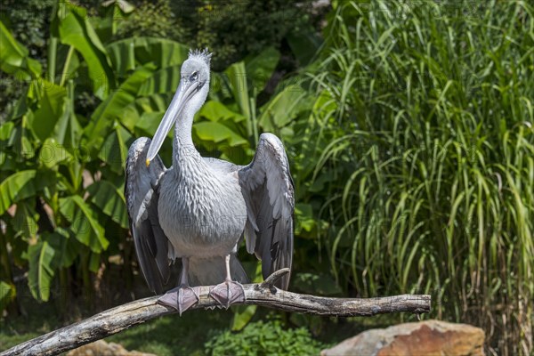 Pink-backed pelican