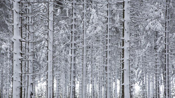 Pine tree trunks in coniferous forest covered in snow in winter at the Hoge Venen