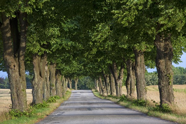 Lime trees