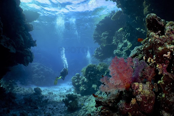 Hemprich's tree coral