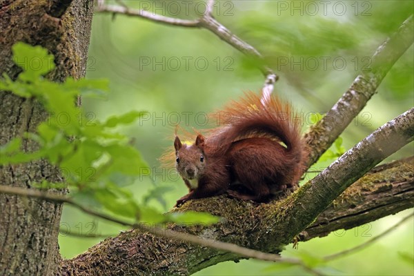 Eurasian red squirrel