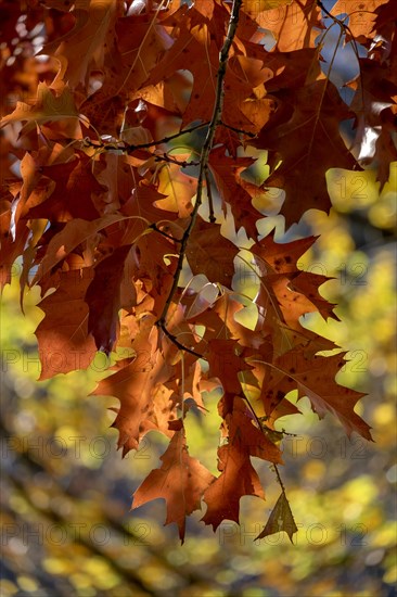 Autumnal discoloured leaves of the northern red oak