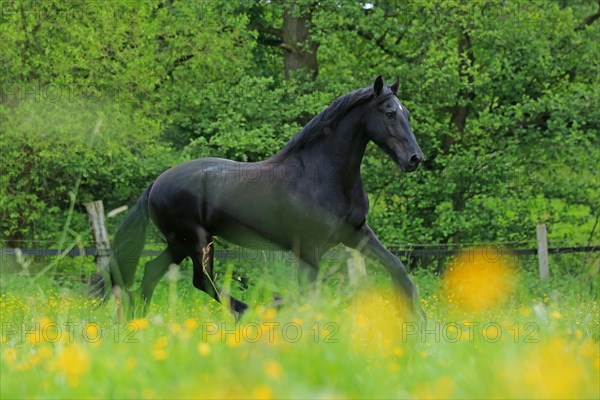 Friese