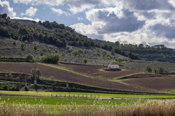 Vineyard in spring in the Ribera del Duero appellation area in the province of Valladolid in Spain