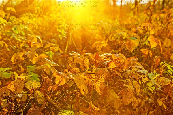 Autumnal plants at sunrise Instagram styles