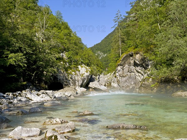 River Soca with crystal clear water flows through wooded canyon