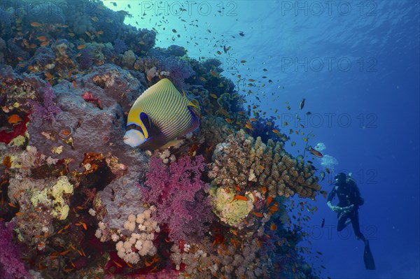 Emperor angelfish