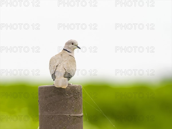 Eurasian Collared Dove