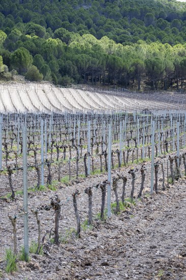 Vineyard in spring in the Ribera del Duero appellation area in the province of Valladolid in Spain