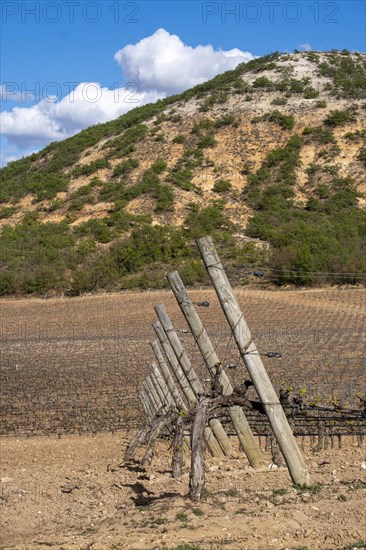 Landscape of vineyards in the Ribera del Duero appellation area in the spring in the province of Valladolid in Spain