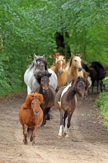 Ponies run out to pasture