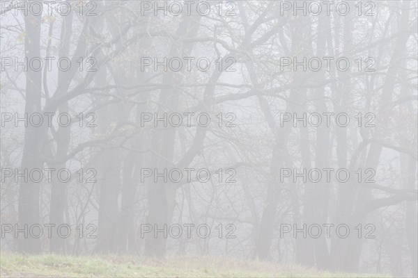 English oaks