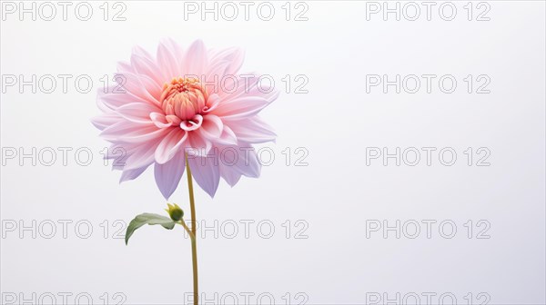A single pink dahlia with delicate petals stands elegantly against a soft white backdrop Ai generated