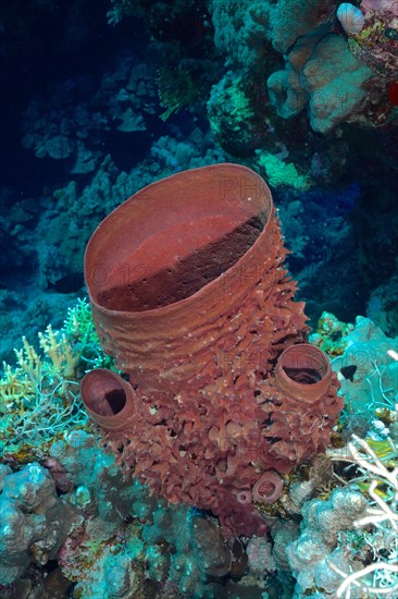 Spiny tube sponge