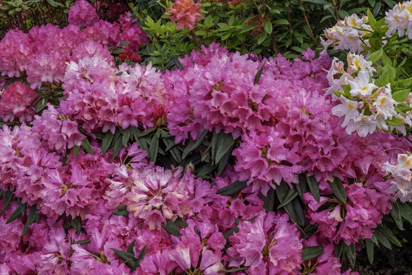 Rhododendron and azalea blossom