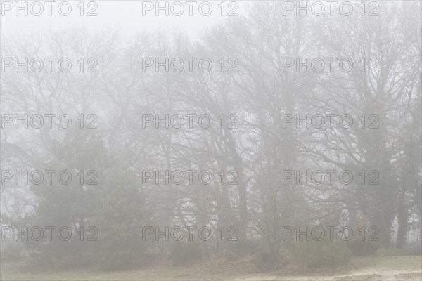 English oaks
