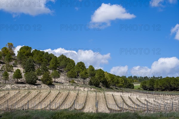 Vineyard in spring in the Ribera del Duero appellation area in the province of Valladolid in Spain