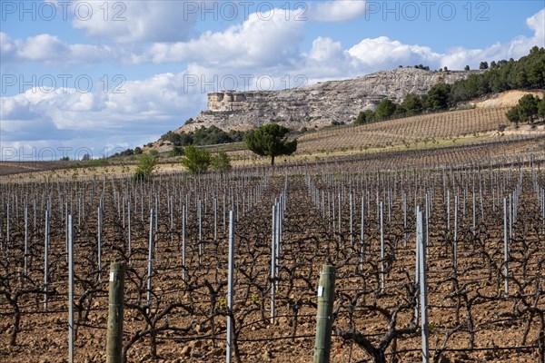 Vineyard in spring in the Ribera del Duero appellation area in the province of Valladolid in Spain