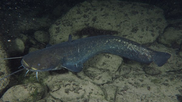 Catfish
