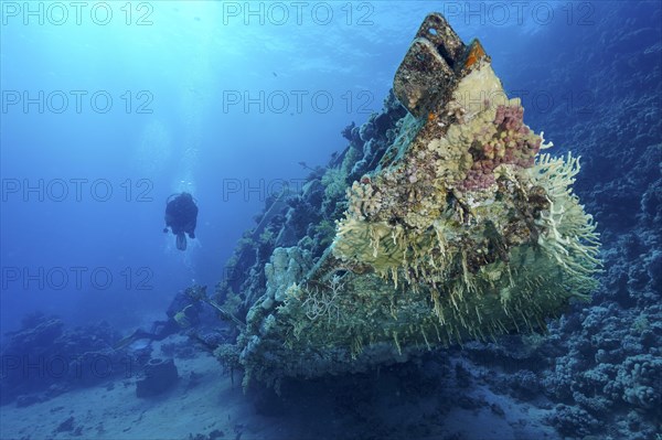 Coral-covered wreck of sailing boat