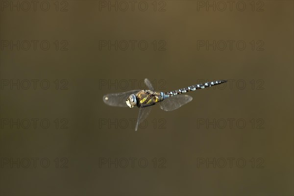 Migrant hawker