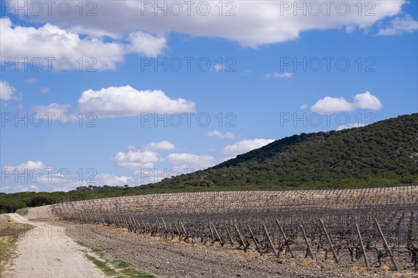 Vineyard in spring in the Ribera del Duero appellation area in the province of Valladolid in Spain
