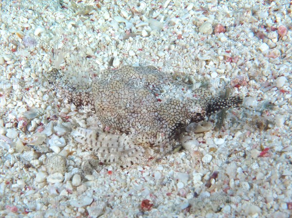 Little dragonfish
